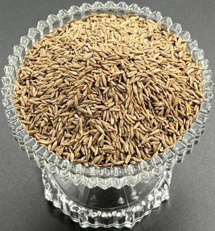 Kreuzkümmel/Cumin/Cuminum cyminum – Bild 2